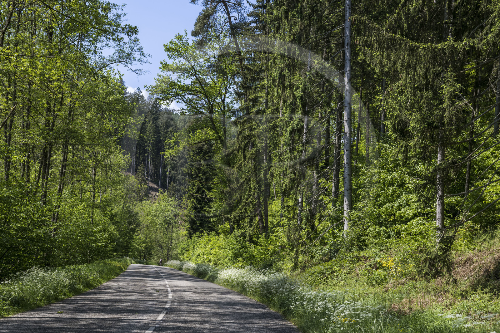 France, Bas-Rhin (67), Parc naturel régional des Vosges du Nord, Lembach, a travers la forêt sur la route départementale D3