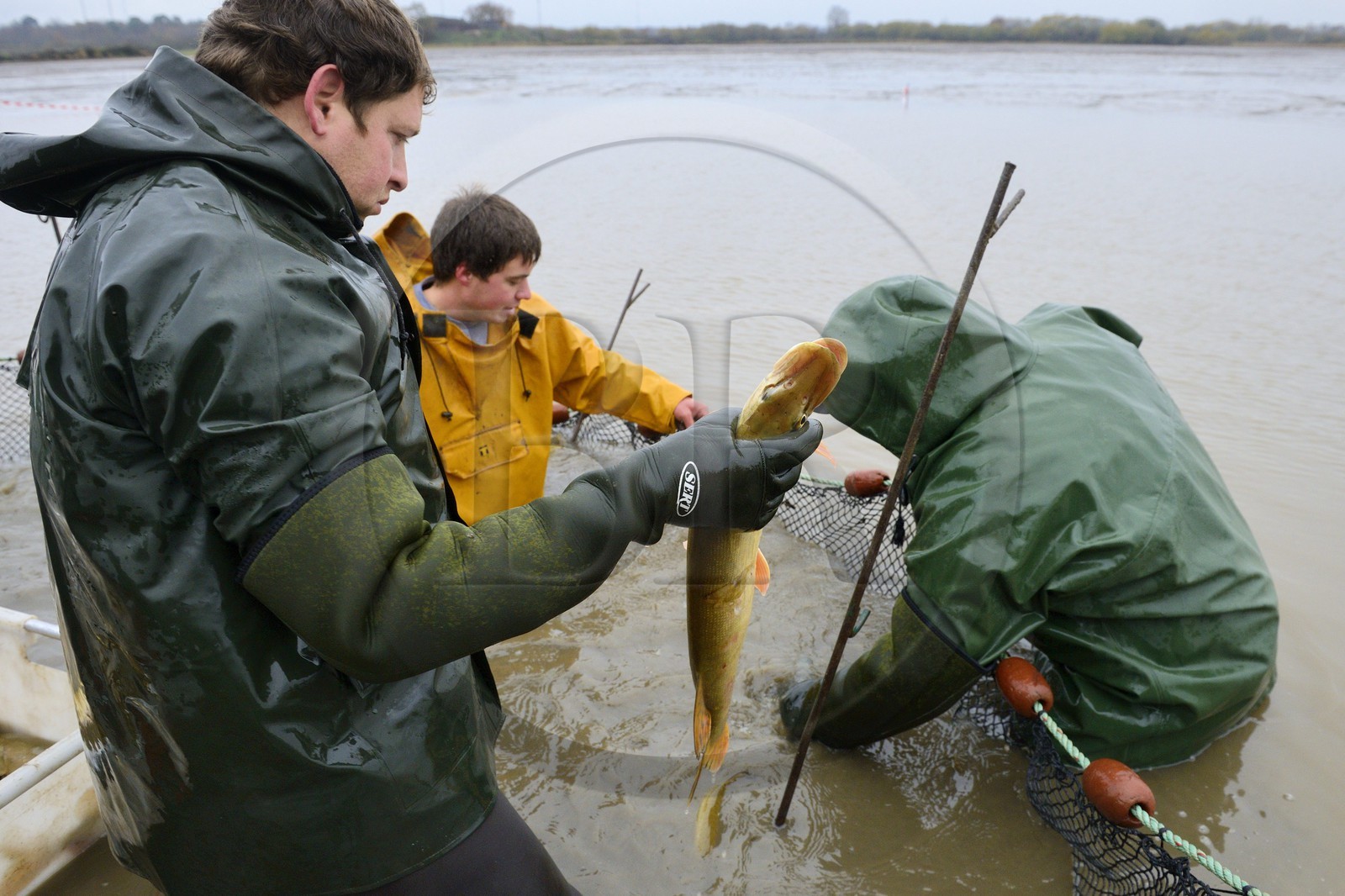 France, Indre (36), le Berry, parc naturel régional de la Brenne, étangs Foucault, vidange d'un étang de peche et récolte des poissons à la main dans un filet, brochet (Esox lucius)