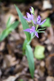 France, Var (83), Plan-d'Aups-Sainte-Baume, parc naturel régional de la Sainte-Baume, forêt relique du Massif de la Sainte-Baume classée réserve biologique domaniale, céphalanthère de la famille des orchidées