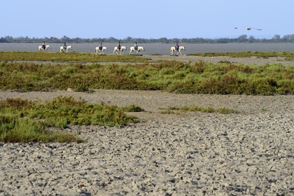 France, Bouches-du-Rhône (13), Parc naturel régional de Camargue,  groupe de cavaliers en bordure de l'étang de Malagroy