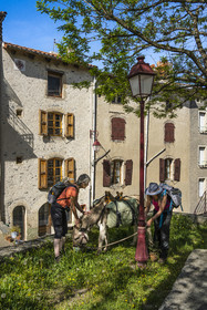 France, Haute-Loire (43), Le Monastier-sur-Gazeille, randonnée avec un âne sur le chemin de Stevenson (GR 70)