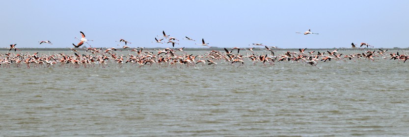 France, Bouches-du-Rhône (13), Parc naturel régional de Camargue, l’étang du Vaisseau, flamants roses (Phoenicopterus roseus)