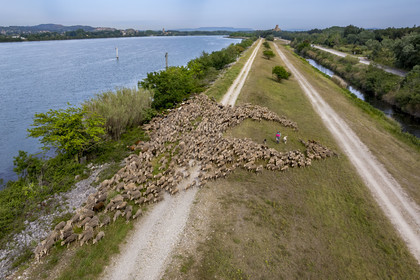 France, Vaucluse (84), Châteauneuf-du-Pape, le troupeau de brebis Merinos d'Arles (et quelques chèvres) menée par la bergère Natacha Fasujevic en éco-pâturage sur les bords du Rhone, le chateau de L'Hers (Xe siècle) en arrière plan (vue aérienne)