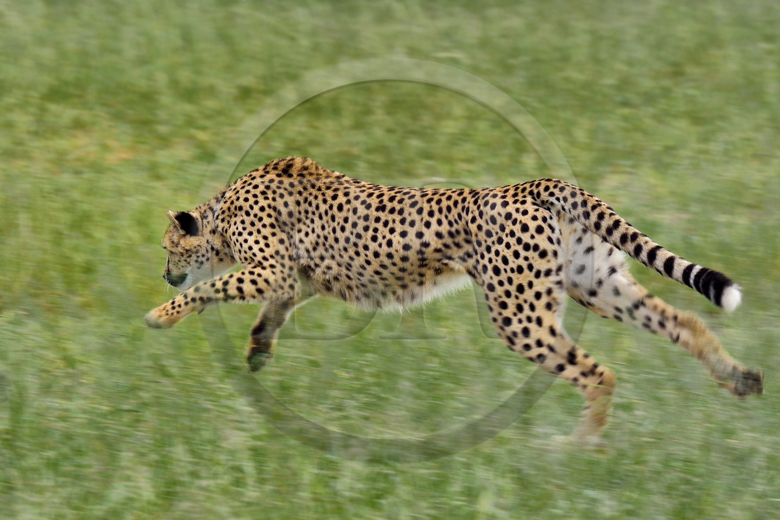 Namibie, Otjiwarongo, Cheetah Conservation Fund, centre de recherche et d'éducation, guépard (Acinonyx jubatus) entrainé à courir pour rester en forme et sain