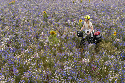 France, Maine-et-Loire (49), vallée de la Loire classée au Patrimoine Mondial par l'UNESCO, Saumur vers Saint-Hilaire, randonnée à bicyclette, cycliste dans un champ de bleuets (Cyanus segetum) (vue aérienne)