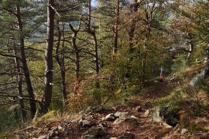 France, Ardèche (07), parc naturel régional des Monts d'Ardèche, massif du Mézenc, forêt de Lac-d'Issarlès, randonneuse sur le sentier menant belvédère de Rang Goutier au sommet de Montchamp