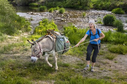 France, Ardèche (07), Laveyrune, randonnée avec un âne sur le chemin de Stevenson (GR 70), l'âne Anatole ne va pas systématiquement dans la direction prévue