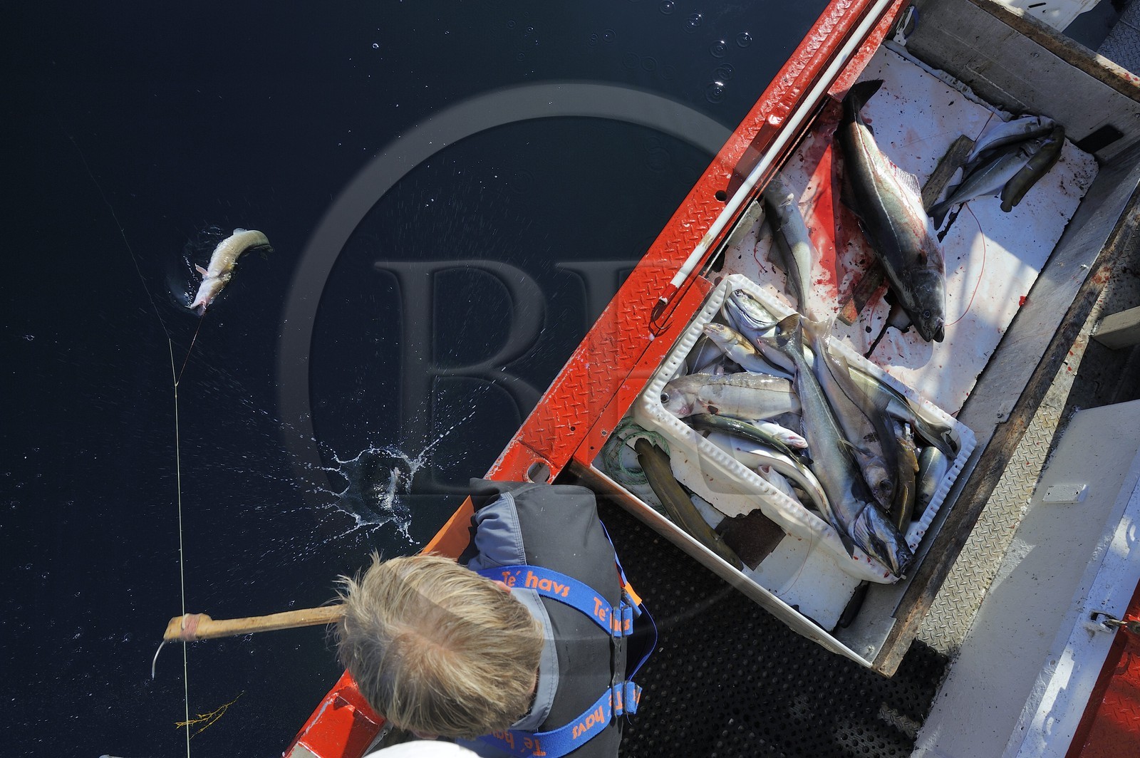 Norvège, Nordland, Îles Lofoten, pêche à la ligne professionnelle