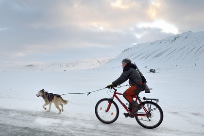Norvège, Svalbard, Spitzberg, vallée de Adventdalen vers Longyearbyen, promenade du chien à bicyclette avec un fusil pour se prémunir du danger éventuel de la présence d'ours blanc