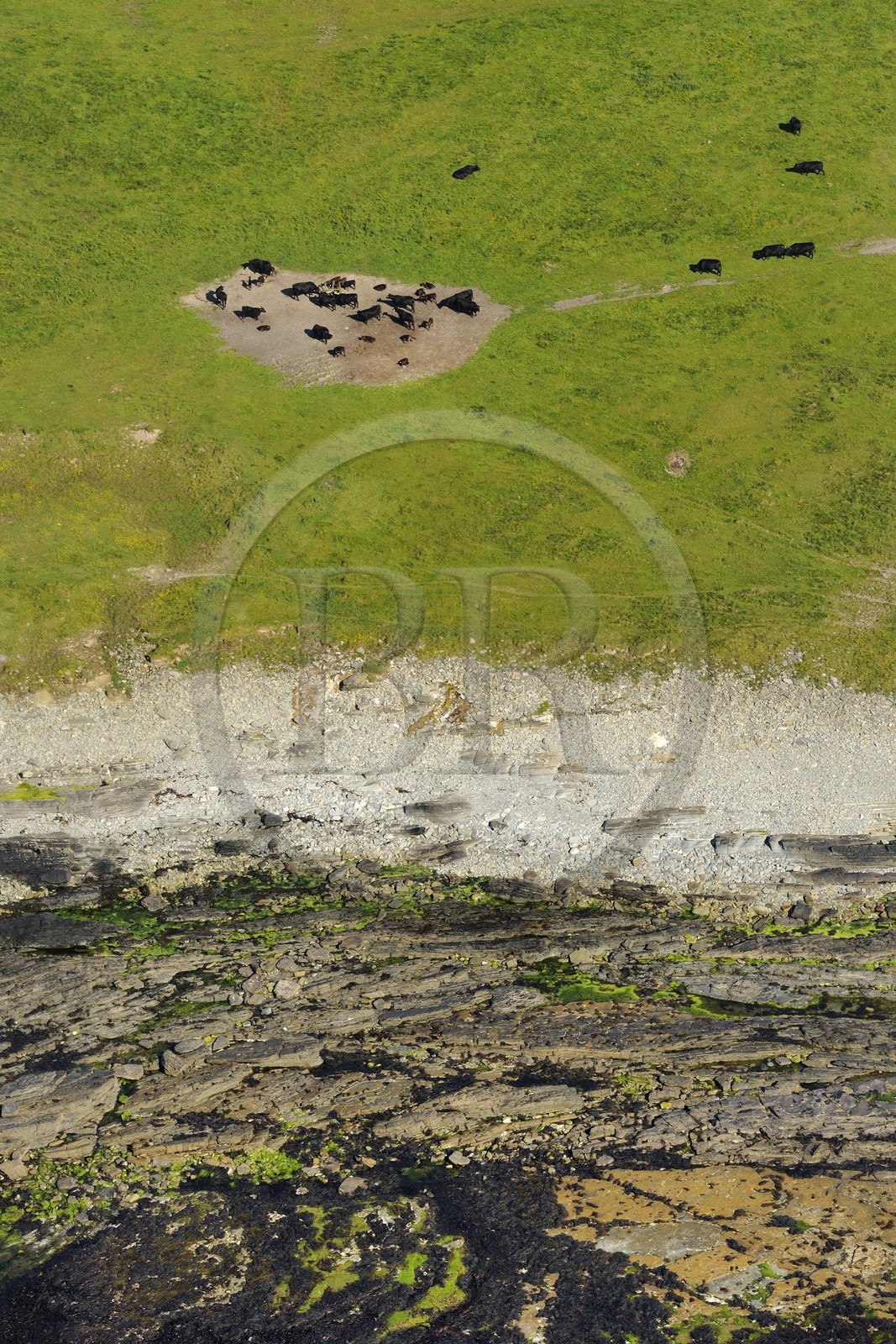 Royaume-Uni, Ecosse, Iles Orcades, Ile de Papa Westray, troupeau de vache en bordure de mer (vue aérienne)