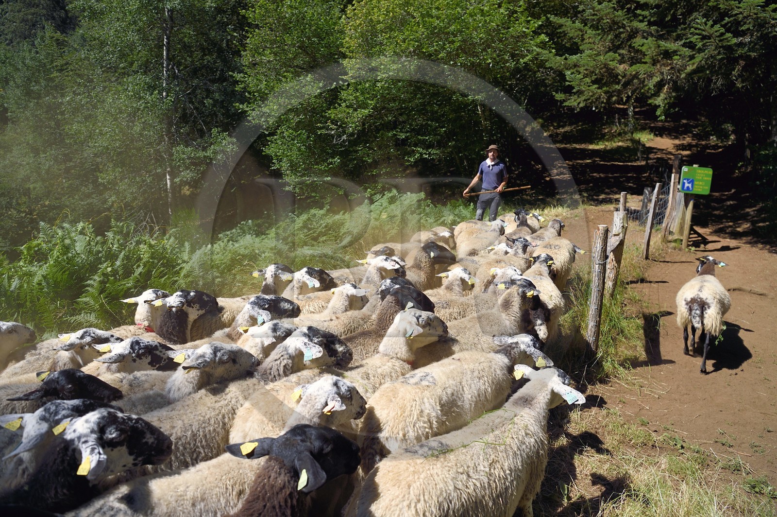 France, Puy-de-Dôme (63), Aydat, Parc naturel régional des Volcans d'Auvergne, le berger Esteban Gueneuc et son troupeau de brebis sur les pentes du volcan du Puy de Vichatel, sur le parcours Musette nature sentier de Vichatel