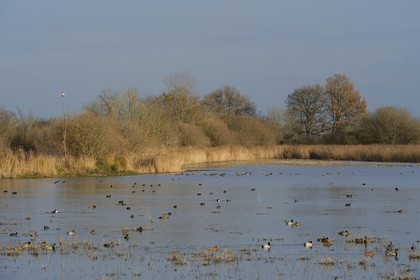 France, Indre (36), le Berry, parc naturel régional de la Brenne, étang de La Touche, canards