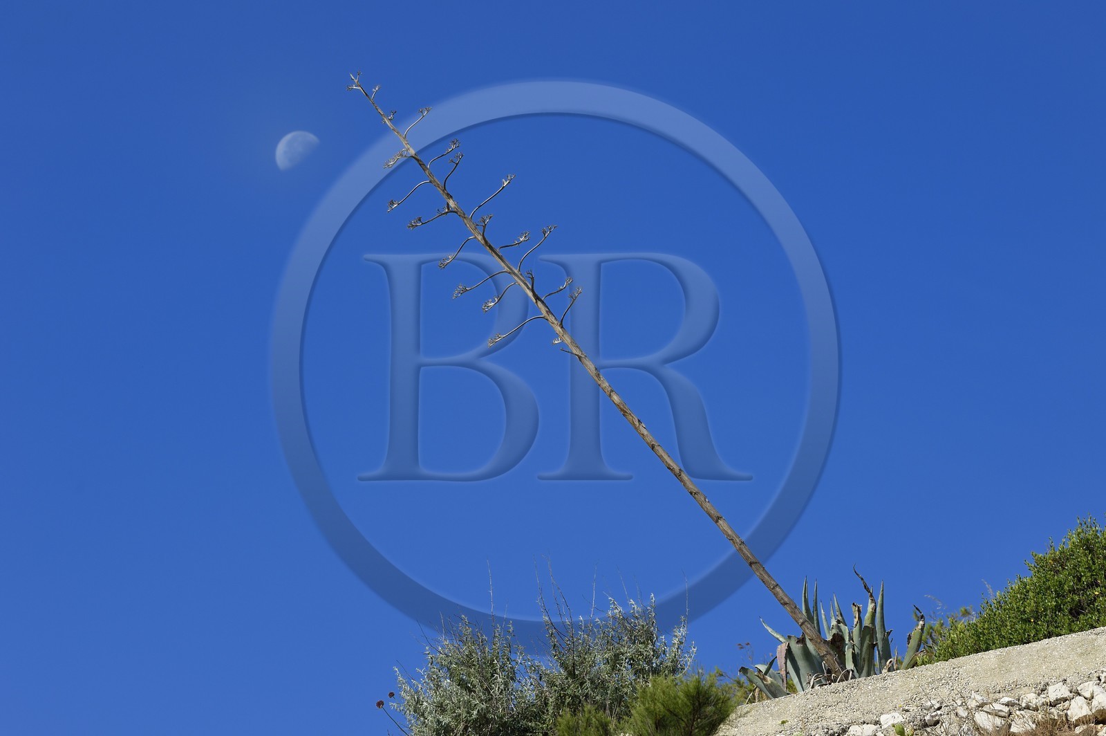 France, Bouches-du-Rhône (13), Marseille, Parc National des Calanques, Archipel des Iles du Frioul, Ile Ratonneau, agave et lune