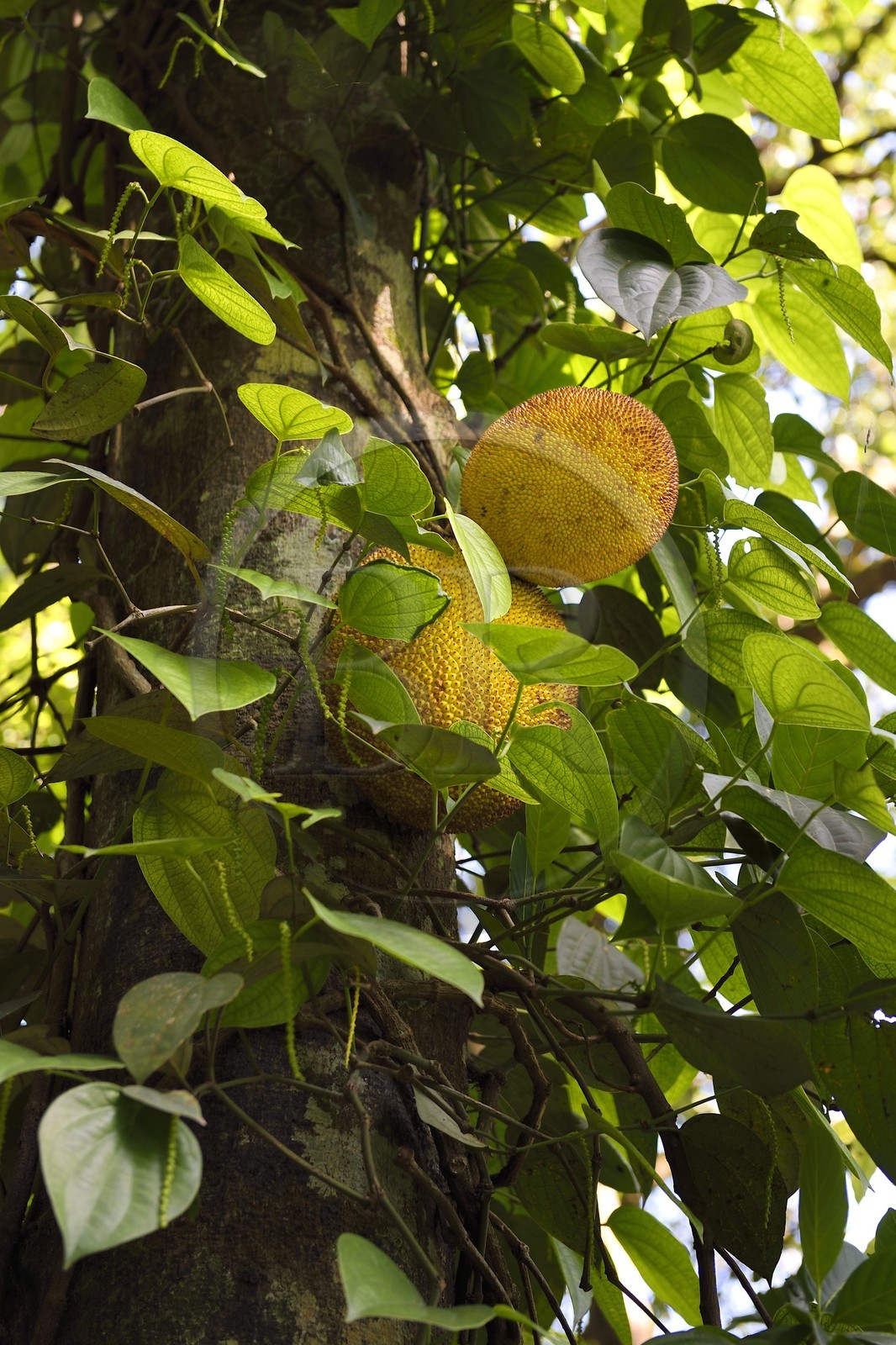 Sri Lanka, province du centre, district de Matale, Kawudupelella, Ranweli Spice Garden, Jackfruit (Artocarpus heterophyllus), fruit du Jacquier
