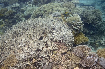 France, Ile de Mayotte, Grande-Terre, récif de corail dans la lagune face à la pointe Saziley  sur la cote Est