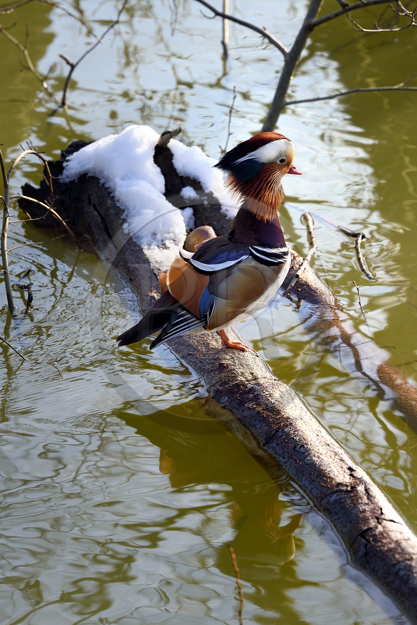 France, Val-de-Marne (94), les bords de Marne, Bry-sur-Marne, canard mandarin mâle (Aix galericulata)