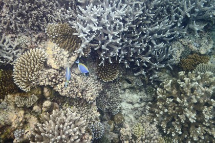 France, Ile de Mayotte, Grande-Terre, récif de corail dans la lagune face à la pointe Saziley  sur la cote Est