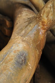 France, Yvelines (78), château de Versailles, classé Patrimoine Mondial de l'UNESCO, le réseau hydraulique souterrain des fontaines, sceau royal sur une canalisation sous la fontaine de Latone