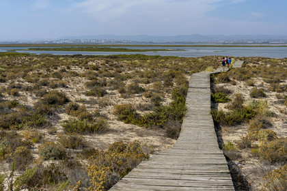 Portugal, Algarve, Parc naturel de la Ria Formosa, Faro, chemin de planches de bois sur l'Ile de Barreta ou Deserta (Ilha da Barretta ou Deserta)