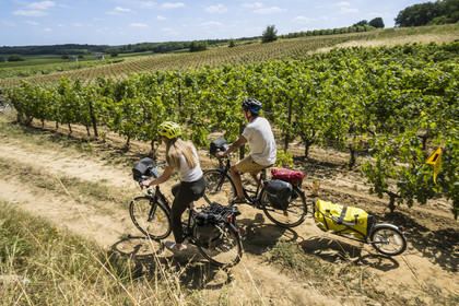 France, Maine-et-Loire (49), vallée de la Loire classée au Patrimoine Mondial par l'UNESCO, Dampierre à l'Est de Saumur, randonnée à bicyclette dans le vignoble des coteaux de la Loire