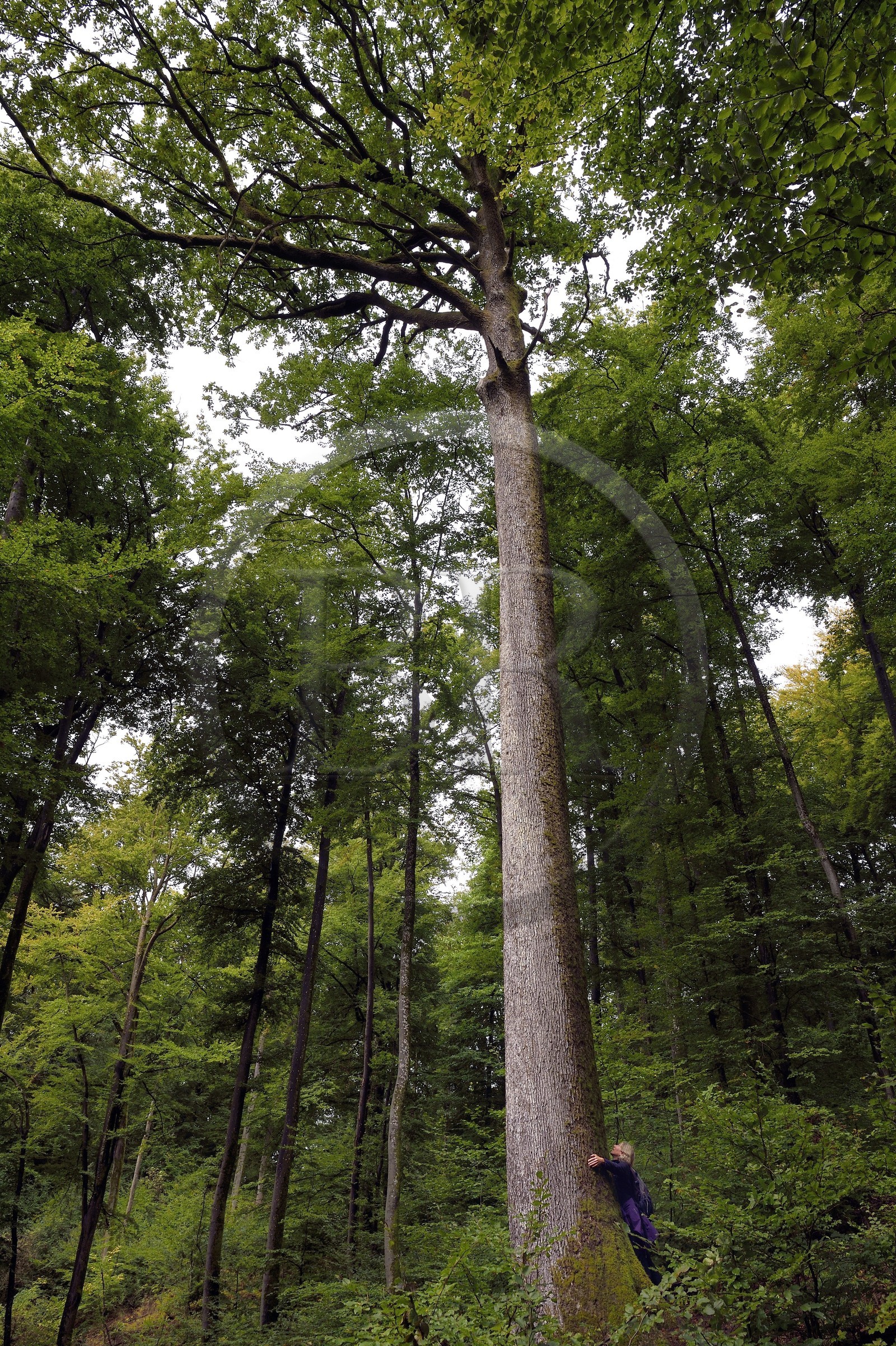 France, Bas-Rhin (67), Parc Naturel régional des Vosges du Nord, La Petite Pierre, le grand chêne haut d’une quarantaine de mètres et qui aurait 240 ans, tree hugging ou sylvothérapie