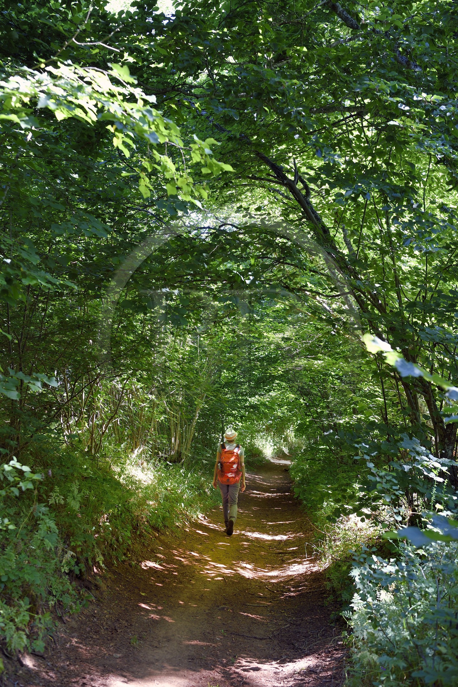 France, Puy-de-Dôme (63), Aydat, Parc naturel régional des Volcans d'Auvergne sur le parcours Musette nature sentier de Vichatel, randonneuse sur les pentes du volcan du Puy de Vichatel
