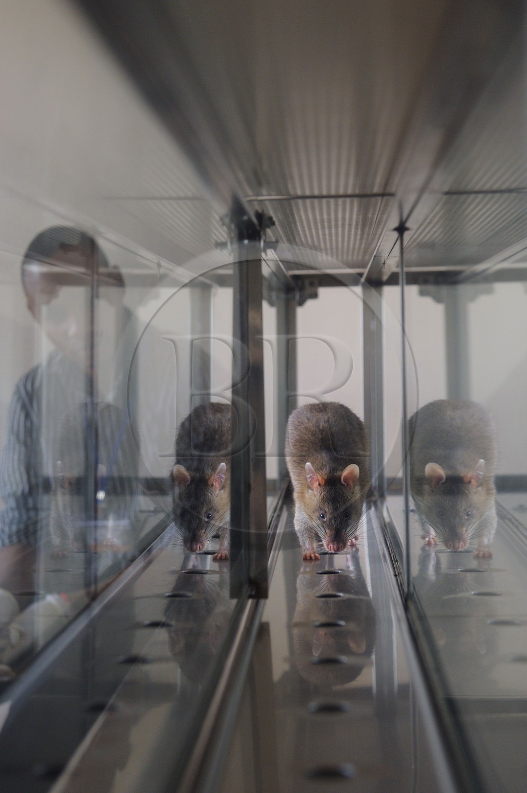 Tanzanie, université de Morogoro, centre de recherche Apopo de technologie de détection par les rats de mines anti-personnel, entrainement pour utiliser les rats renifleurs pour détecter le TNT ou  la tuberculose