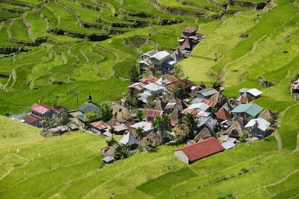 Philippines, province d'Ifugao, les rizières en terrasses de Banaue autour du village de Batad, classées Patrimoine Mondial de l'UNESCO