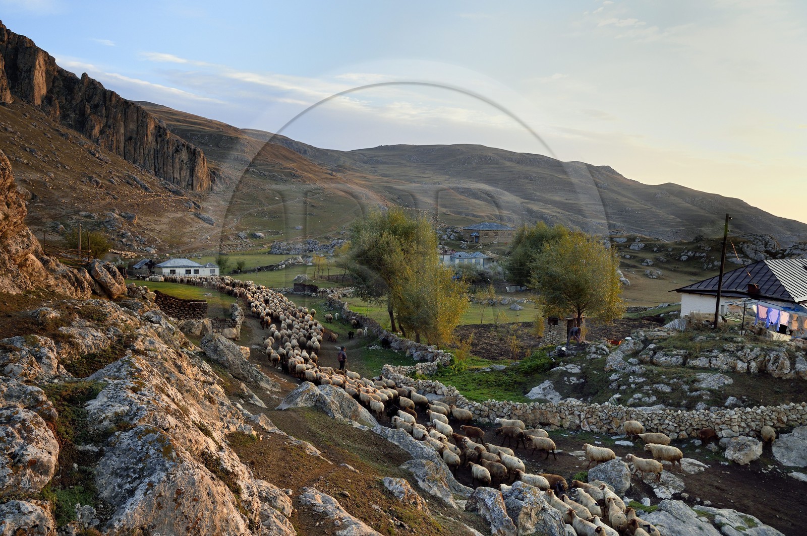 Azerbaïdjan, région de Quba (Guba), chaine de montagne du Grand Caucase, village de Giriz à l'aube, départ des moutons pour les prés