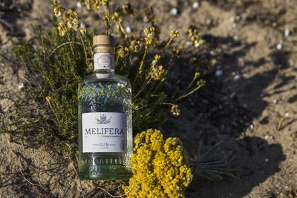 France, Charente-Maritime (17), Ile d'Oléron, Saint-Georges-d'Oléron, bouteille de Gin Melifera avec des fleurs d'immortelles (helichrysum stoechas) dans les dunes de la plage de Chaucre