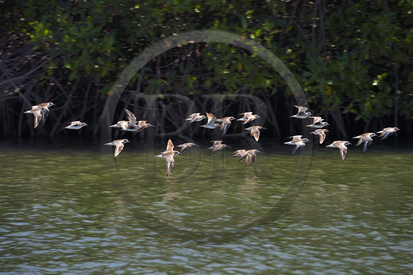 Nicaragua, la côte pacifique de Leon, la mangrove du parc national Isla Juan Venado, vol de Chevaliers semipalmés (Tringa semipalmata)