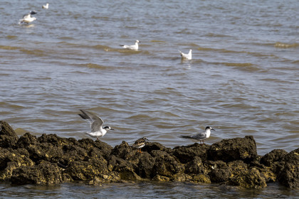 France, Charente-Maritime (17), Ile d'Oléron, Dolus-d’Oléron, sterne et tourne-pierre à collier