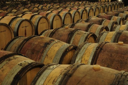 France, Côte d'Or (21), Gevrey-Chambertin, cave du domaine Drouhin-Laroze