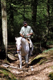 France, Yvelines (78), forêt de Rambouillet, un garde forestier a cheval