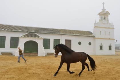 Espagne, Andalousie, province de Séville, Utrera, Finca El Pinganillo, le haras de la propriété, entrainement d'un Pure race espagnole ou PRE (Pura Raza Espanola)