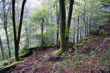 France, Bas-Rhin (67), Parc Naturel régional des Vosges du Nord, foret domaniale de La Petite Pierre au Hirschfels