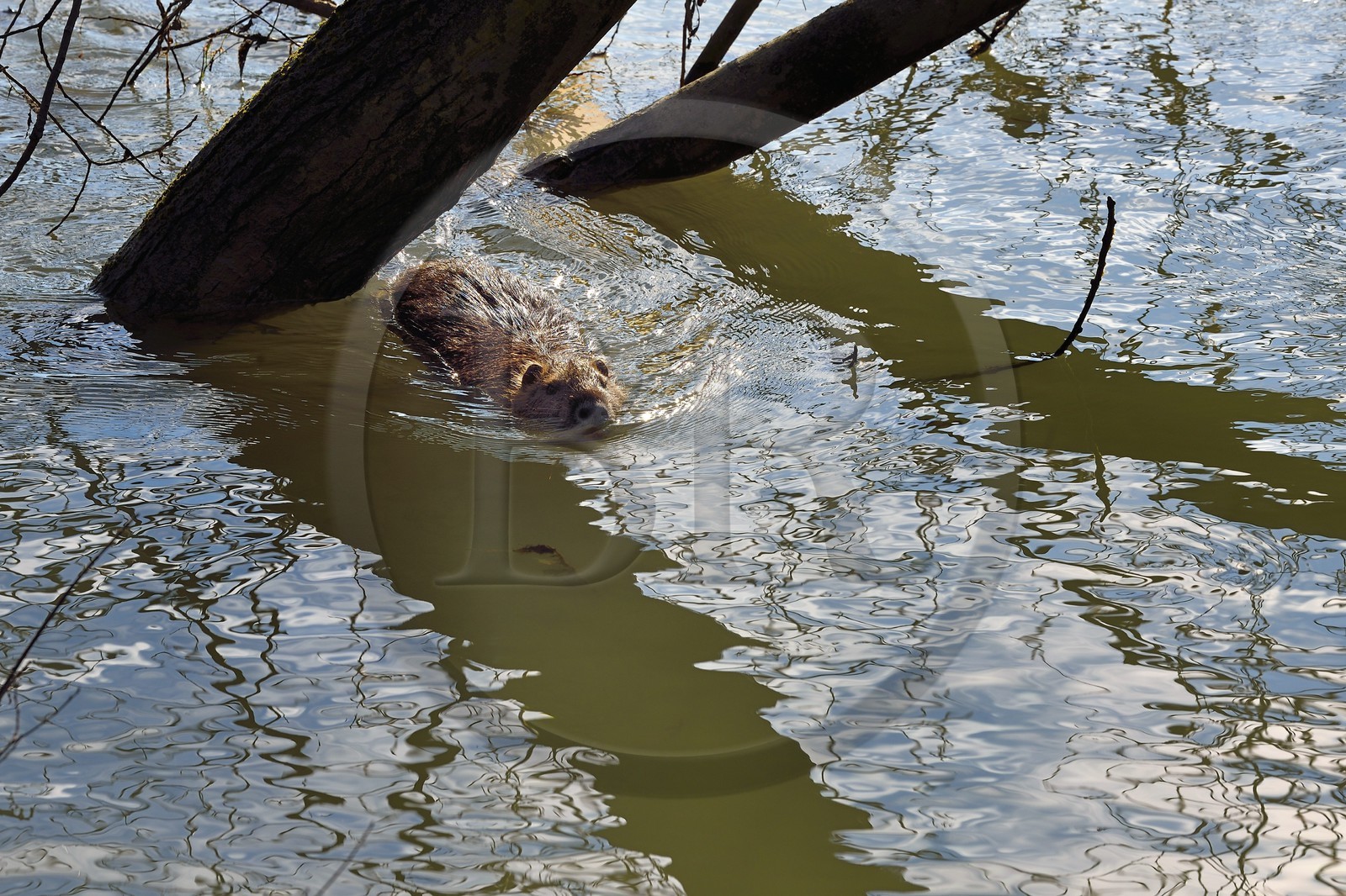 France, Val-de-Marne (94), les bords de Marne, Bry-sur-Marne, Ragondin (Myocastor coypus)