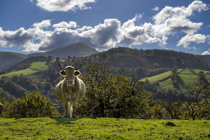 France, Pyrénées-Atlantiques (64), Pays-Basque, vallée des Aldudes, vache sur la colline d'Elizamendi au dessus du village d'Urepel, le Kintoa (le pays Quint) en arrière plan