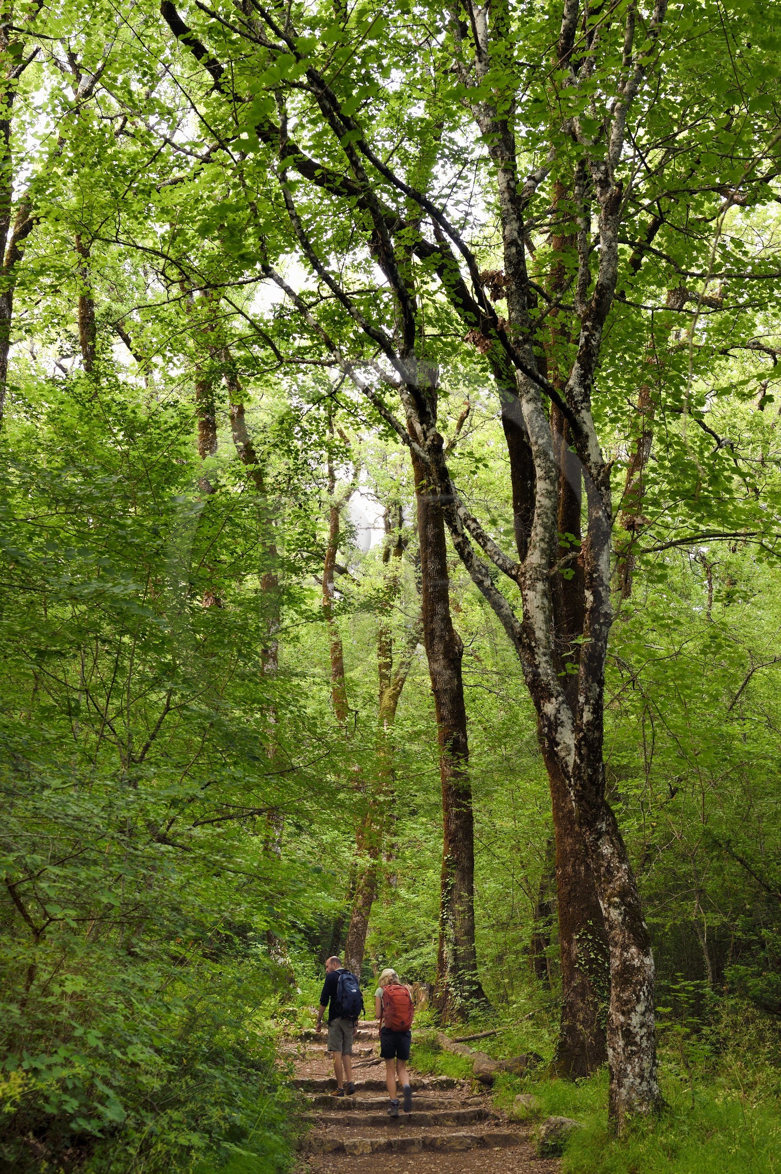 France, Var (83), Plan-d'Aups-Sainte-Baume, parc naturel régional de la Sainte-Baume, forêt relique nemeton du Massif de la Sainte-Baume protégée depuis plusieurs siècles et classée réserve biologique domaniale, le chemin de Giniez traverse la forêt d'origine