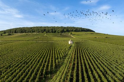 France, Côte-d'Or (21), les climats de Bourgogne classés Patrimoine Mondial de l'UNESCO, Route des Grands Crus, vignoble de la Côte de Beaune, Savigny-les-Beaune, cabane de vigneron dans les vignes (vue aérienne)