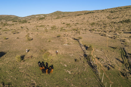 France, Hérault (34), les Causses et les Cévennes, paysage culturel de l'agro-pastoralisme méditerranéen inscrit au Patrimoine Mondial de l'UNESCO, La Vacquerie-et-Saint-Martin-de-Castries, le Mas de Cisco, Julian et son frère Charlie Amposta ramènent leur troupeau de vache à l'enclos (vue aérienne)