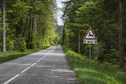 France, Bas-Rhin (67), Parc naturel régional des Vosges du Nord, Obersteinbach, foret domaniale de Steinbach, cycliste sur la route départementale D3 et panneau de signalisation de passage de gibier