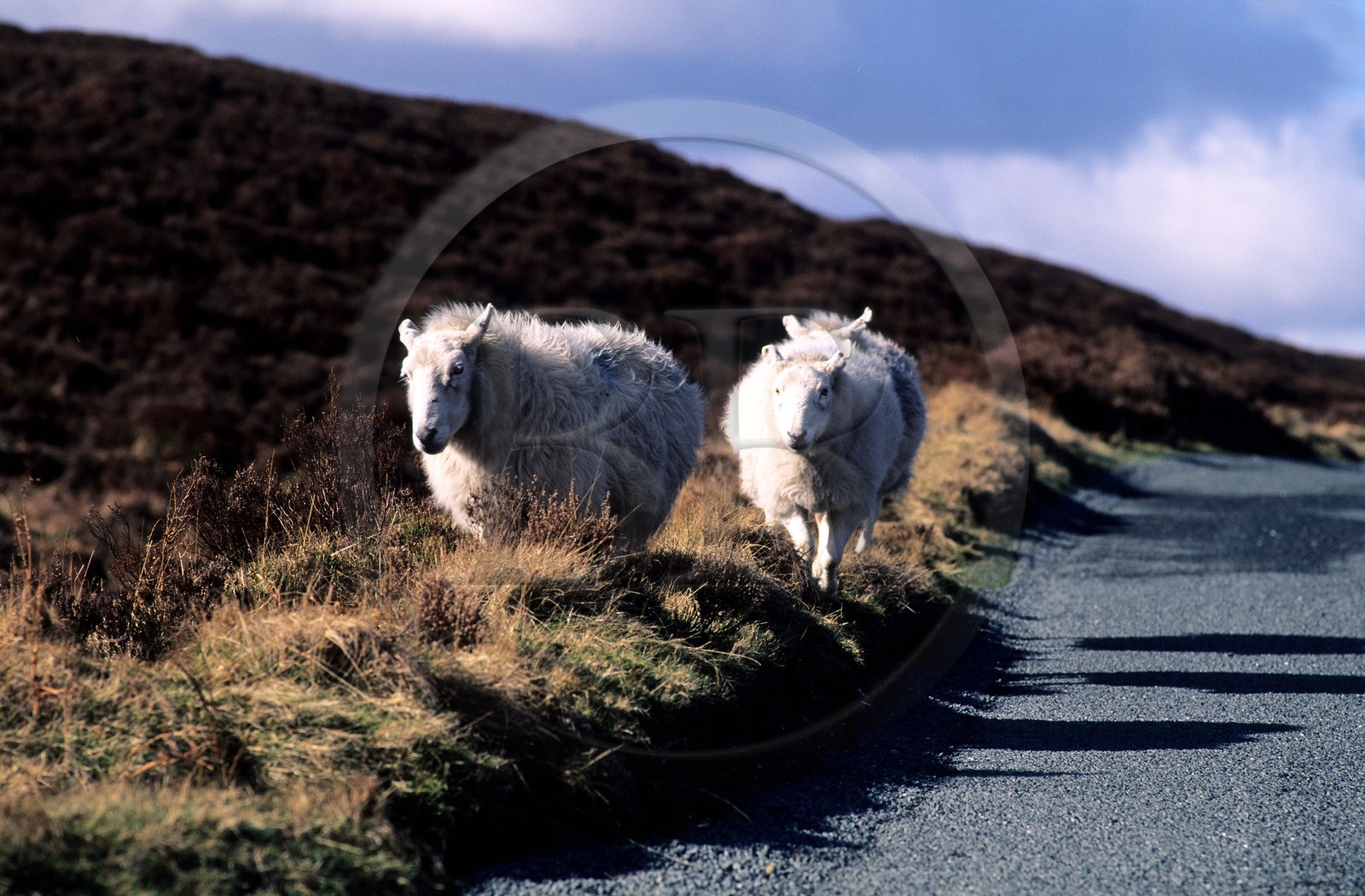 Irlande, Conté de Wicklow, moutons