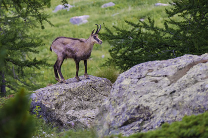 France, Alpes-Maritimes (06), parc national du Mercantour, Haute-Vésubie, Saint-Martin-Vésubie, Val du Haut Boréon, chamois (Rupicapra rupicapra)