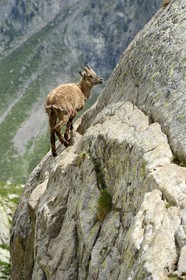 France, Alpes-Maritimes (06), parc national du Mercantour, vallée de la Valmasque, étagne, bouquetin (Capra ibex) femelle des Alpes