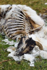 Royaume-Uni, Ecosse, région des Highlands, les Hébrides, Ile de Skye, Uig, le Fairy Glen (vallée féérique) du côté ouest de Trotternish à Balnacnoc, cadavre de mouton