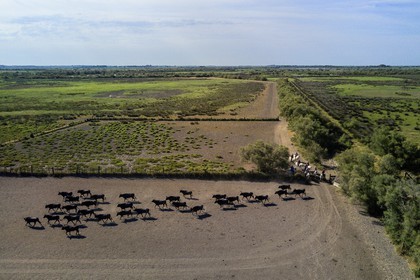 France, Bouches-du-Rhône (13), Parc naturel régional de Camargue, manade Jacques Mailhan, taureau camarguais appellé Raço di Biou, les gardians trient les taureaux (vue aérienne)