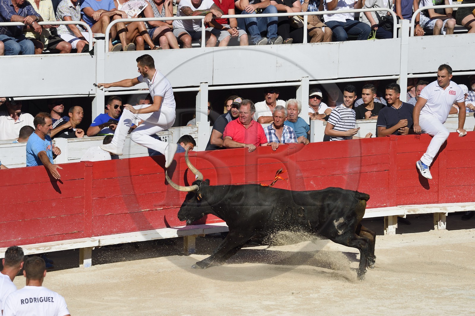 France, Bouches-du-Rhône (13), Arles, la course camarguaise  de la Cocarde d'Or aux Arènes