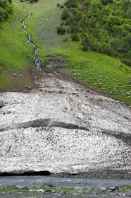 Géorgie, Kakheti, Parc national de Touchétie, vallée de la rivière Alazani dans les montagnes de Pirikiti, troupeau de moutons traversant un névé en bordure de rivière
