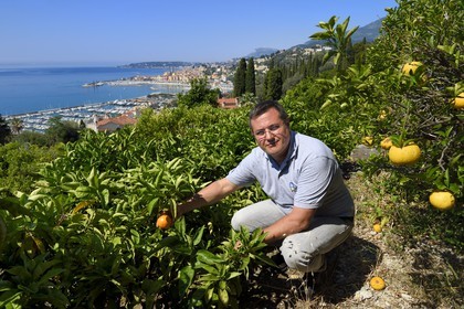 France, Alpes-Maritimes (06), Menton, la Casetta pépinière municipale dédiée aux agrumes située sur les hauteurs de Garavan, Franck Roturier directeur du service Parcs & Jardins